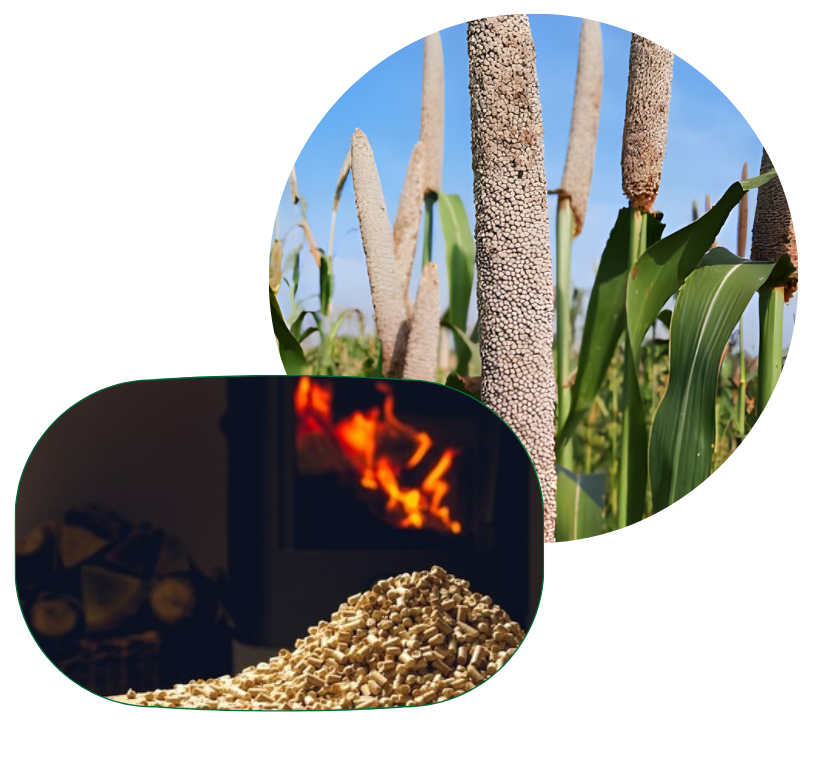 India's best tofu producer and millets supplier