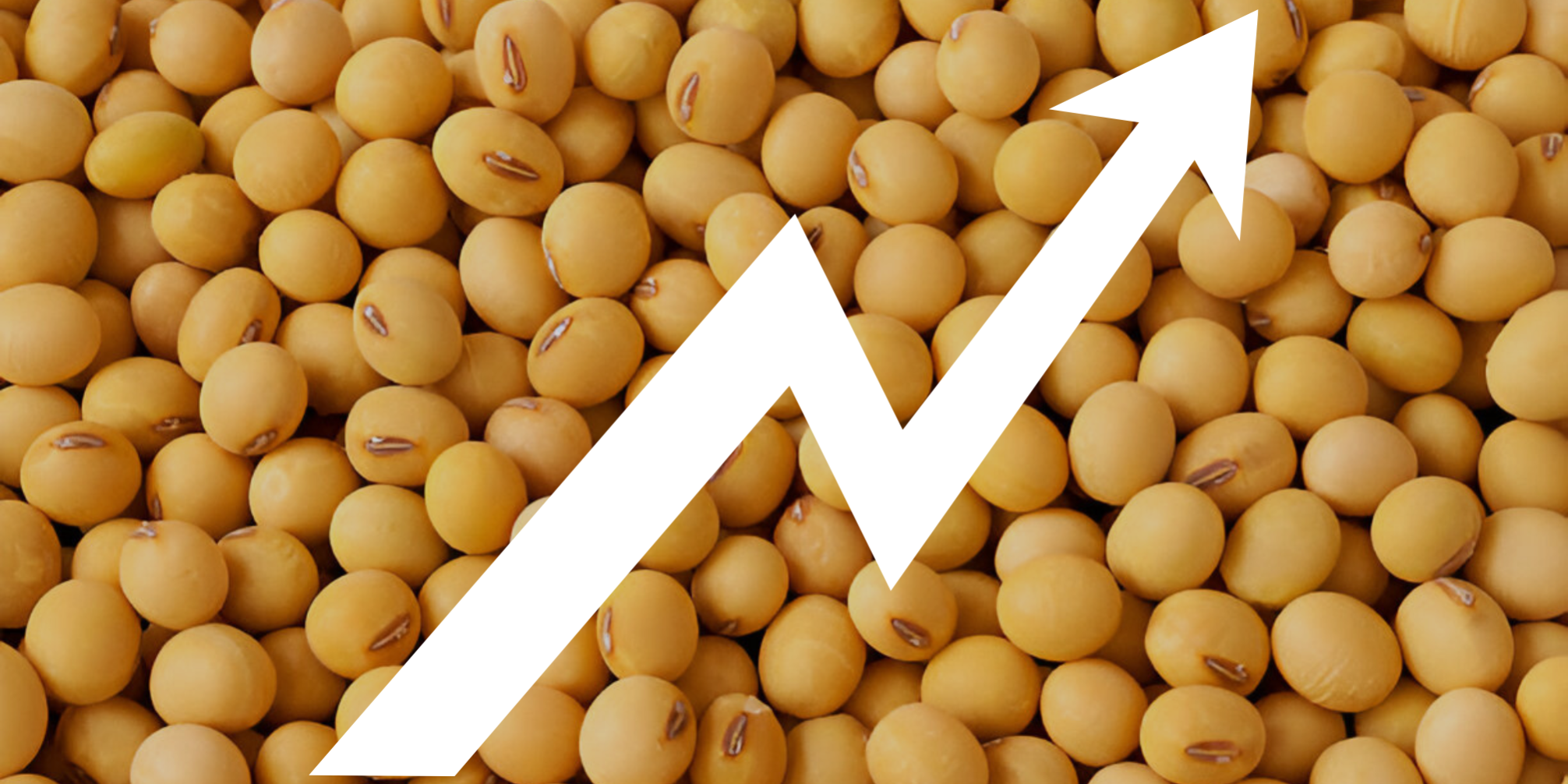 Growing demand for Tofu in India