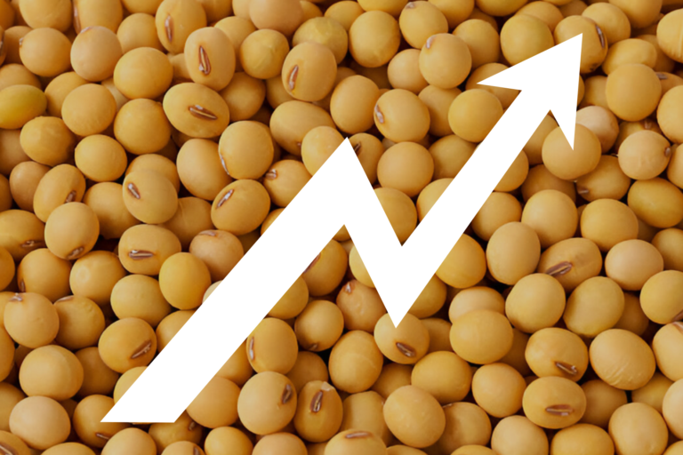 GDM Exports Growing Demand of Tofu in India Growing demand for Tofu in India