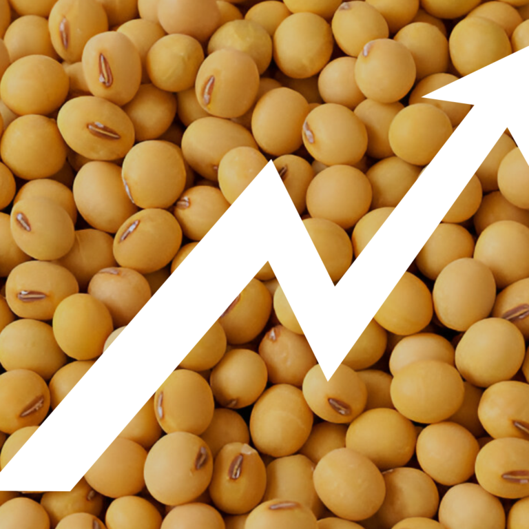GDM Exports Growing Demand of Tofu in India Growing demand for Tofu in India