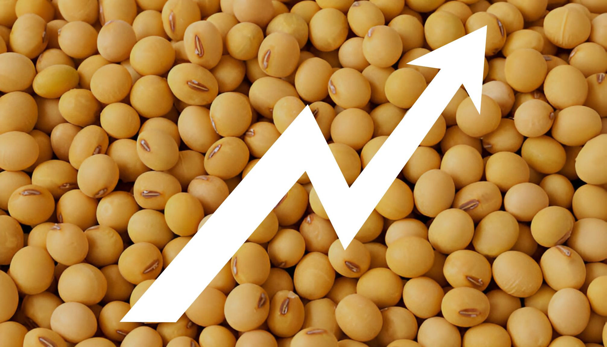 Growing demand for Tofu in India